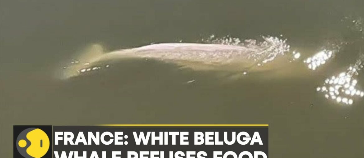 France mulls rescue plan for White Beluga whale as it refuses food | World English News | WION