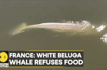 France mulls rescue plan for White Beluga whale as it refuses food | World English News | WION