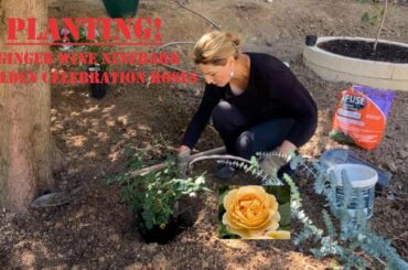 Planting Ginger Wine ninebark and Golden celebration roses!