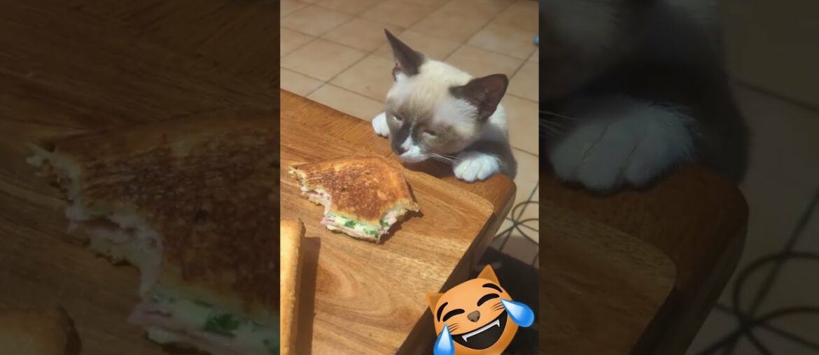 Kitty against cook - Grilled Cheese French style: Croque Monsieur #short