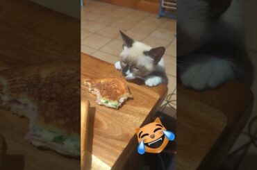 Kitty against cook - Grilled Cheese French style: Croque Monsieur #short