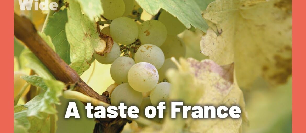 Making wine from grape to glass in Alsace, France I WIDE Making wine from grape to glass in Alsace, France I WIDE