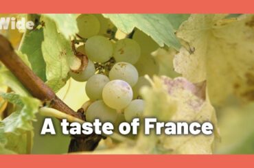 Making wine from grape to glass in Alsace, France I WIDE