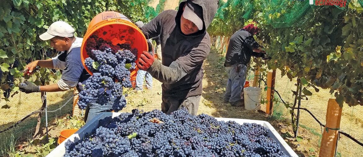 Harvest Wine Grape, Amazing New Agriculture Technology, Traditional Wine Making Processing Harvest Wine Grape, Amazing New Agriculture Technology, Traditional Wine Making Processing