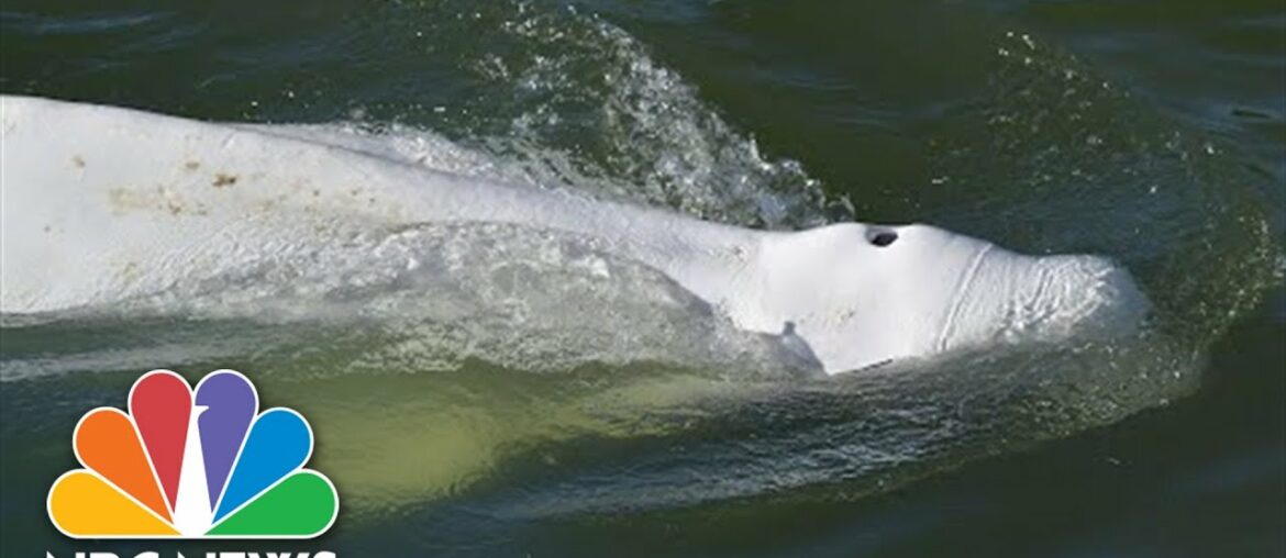 Beluga Whale Refuses Food After Straying Into France's Seine River