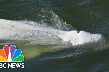 Beluga Whale Refuses Food After Straying Into France's Seine River