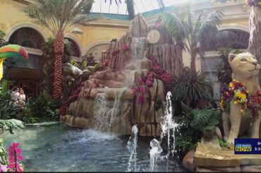 The Dining Table of Dreams