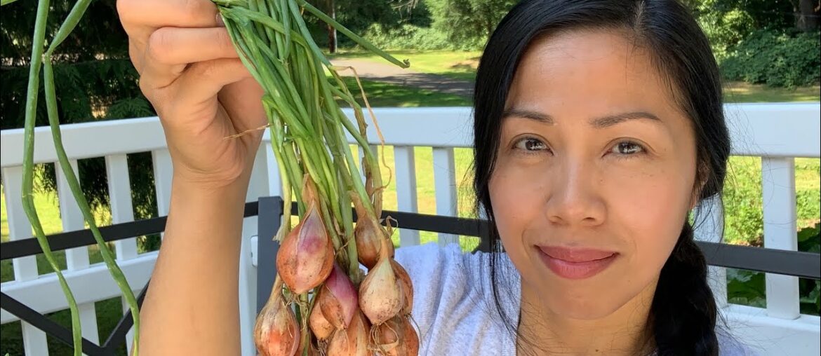 Harvesting Shallots, Drying & Storing Tips Harvesting Shallots, Drying & Storing Tips