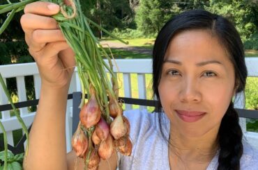 Harvesting Shallots, Drying & Storing Tips