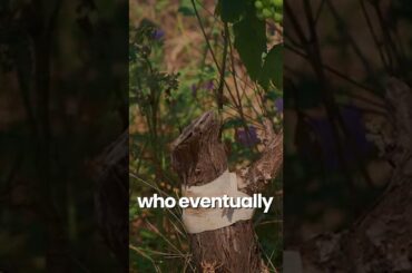 Why are European vines on American roots #shorts