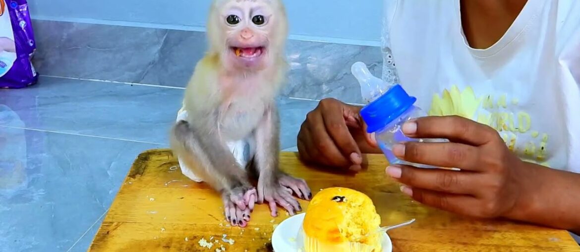 Fifa sits quietly eating French food in the house