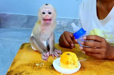 Fifa sits quietly eating French food in the house