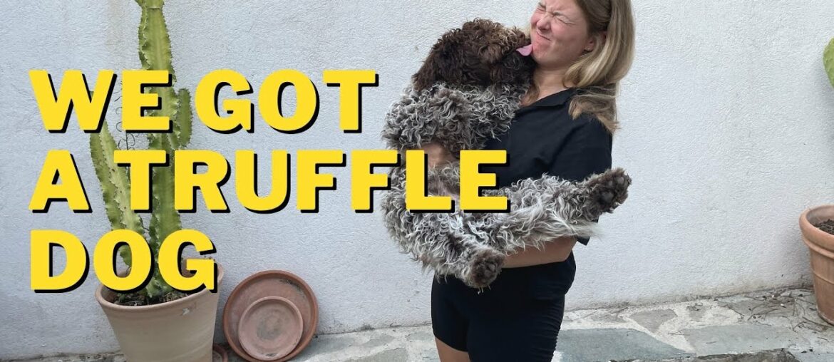 We Got a Dog! Plus Exploring Langhe & Wine Tasting - Italian Farmhouse Renovation & DIY Restoration