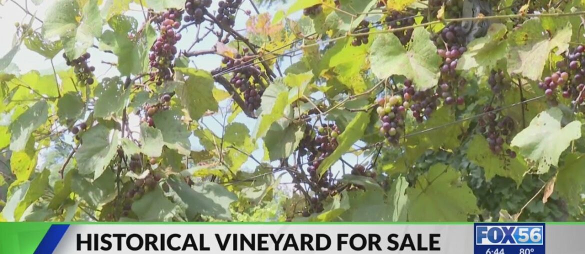 'It was Kentucky that started the wine industry': Historic vineyard goes up for sale 'It was Kentucky that started the wine industry': Historic vineyard goes up for sale