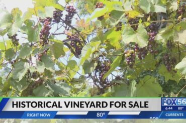 'It was Kentucky that started the wine industry': Historic vineyard goes up for sale