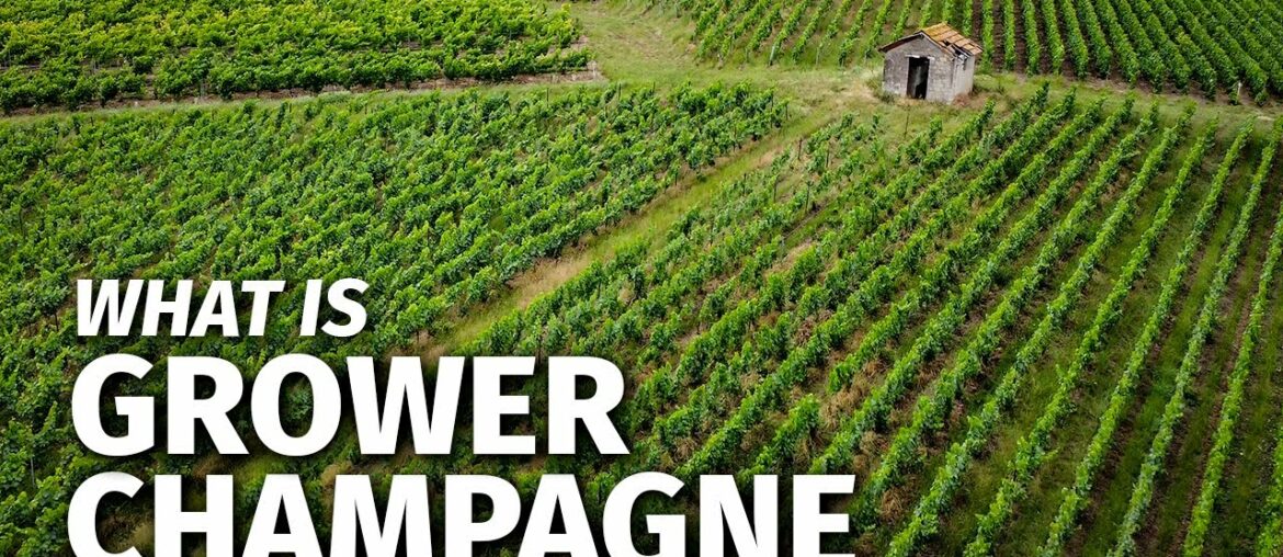 What is GROWER CHAMPAGNE & How It Differs From Large Champagne Houses? What is GROWER CHAMPAGNE & How It Differs From Large Champagne Houses?