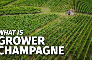 What is GROWER CHAMPAGNE & How It Differs From Large Champagne Houses?