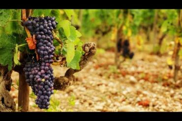 Climate change is making French wine production harder, more expensive and boozier