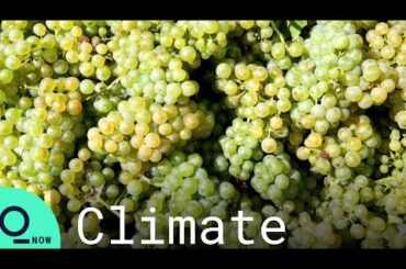 Drought Forces Earliest Ever Harvest in French Wine Country