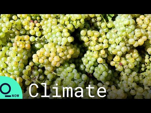 Drought Forces Earliest Ever Harvest in French Wine Country Drought Forces Earliest Ever Harvest in French Wine Country