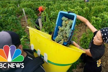 French Winemakers Harvest Grapes Early In What Could Be A Vintage Year