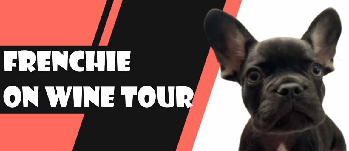 French Bulldog on a wine tour French Bulldog on a wine tour