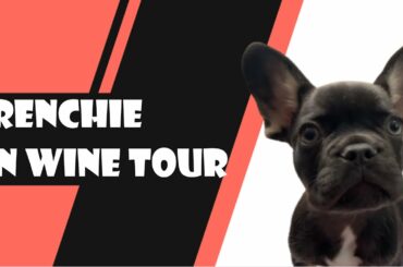 French Bulldog on a wine tour