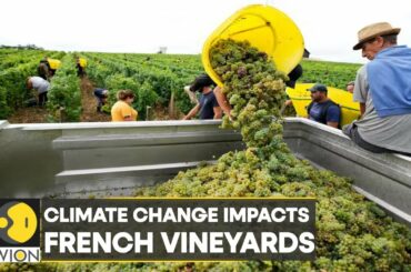 WION Climate Tracker: High temperatures boost grape maturity, wines may become different