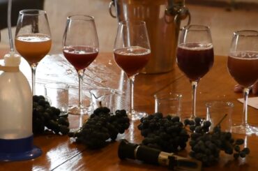 Echantillonnage avant vendanges 2022