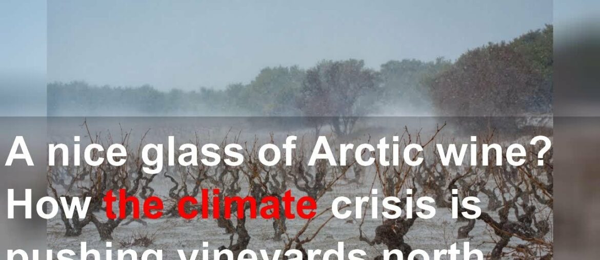 A nice glass of Arctic wine? How the climate crisis is pushing vineyards north A nice glass of Arctic wine? How the climate crisis is pushing vineyards north