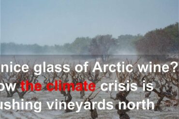 A nice glass of Arctic wine? How the climate crisis is pushing vineyards north