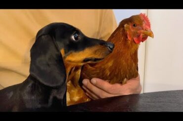 New unexpected guest at Fred's weekly beer taste test.