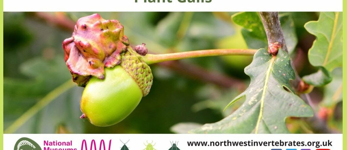 Plant Galls