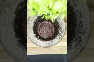 french fries recipe in tamil | potato fries recipe | french fries | #shorts