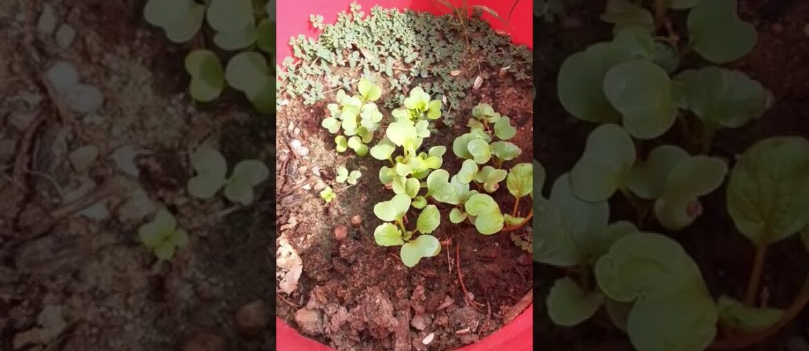 Gourmet Radishes Popping Up: White Icicle, Sparkler, French Breakfast and Early Scarlet Globe