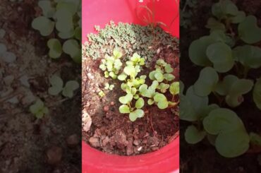 Gourmet Radishes Popping Up: White Icicle, Sparkler, French Breakfast and Early Scarlet Globe