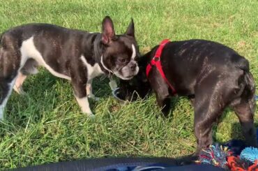 French Bulldog Winery Vlog