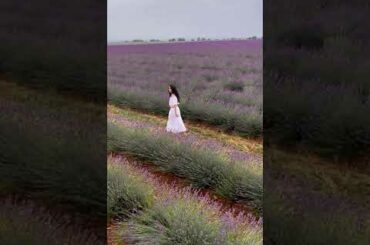Why You Need to Visit France's Famous Lavender Fields #shorts