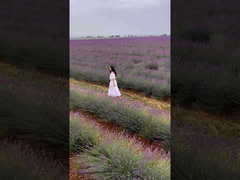 Why You Need to Visit France's Famous Lavender Fields #shorts Why You Need to Visit France's Famous Lavender Fields #shorts