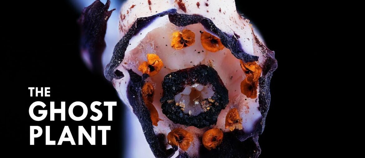 Ghost Plant: A Vampire That Sucks Life Out Of Mushrooms Ghost Plant: A Vampire That Sucks Life Out Of Mushrooms