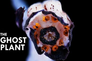 Ghost Plant: A Vampire That Sucks Life Out Of Mushrooms