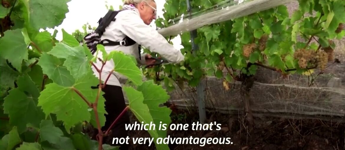 'Charbonnay' wine thrives in France amid warming climate 'Charbonnay' wine thrives in France amid warming climate