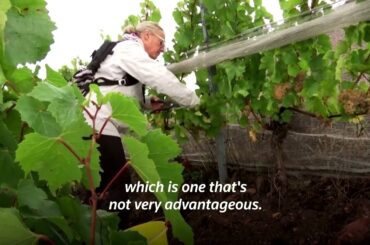 'Charbonnay' wine thrives in France amid warming climate