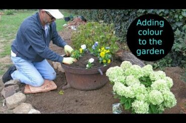I bought some new plants - My French homestead renovation continues.