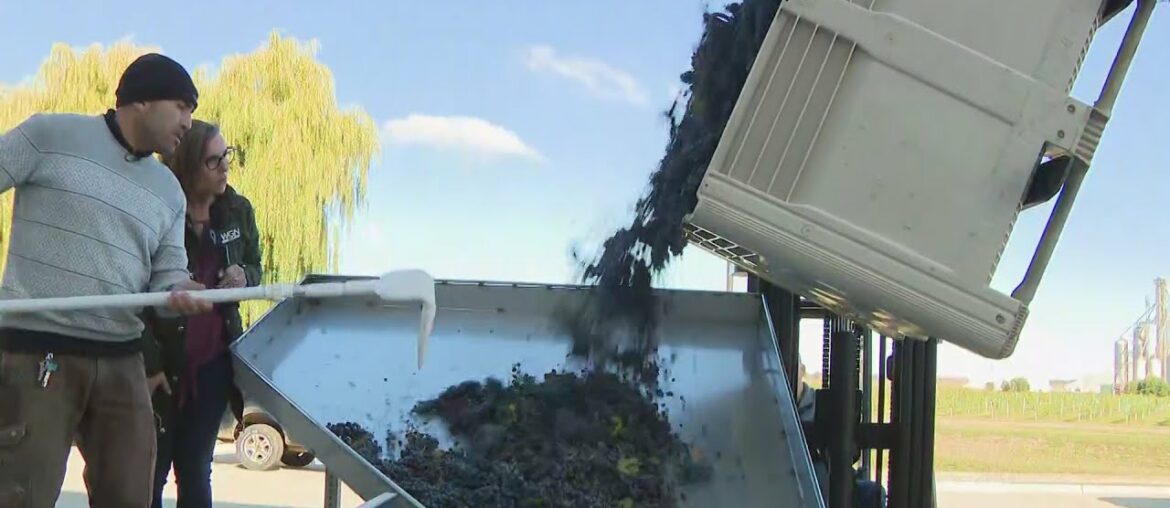 Around Town - Acquaviva Winery