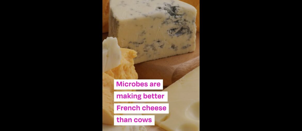 Can Microbes Make French Cheese Better than Cows? Startups Raise $14 Million to Find Out