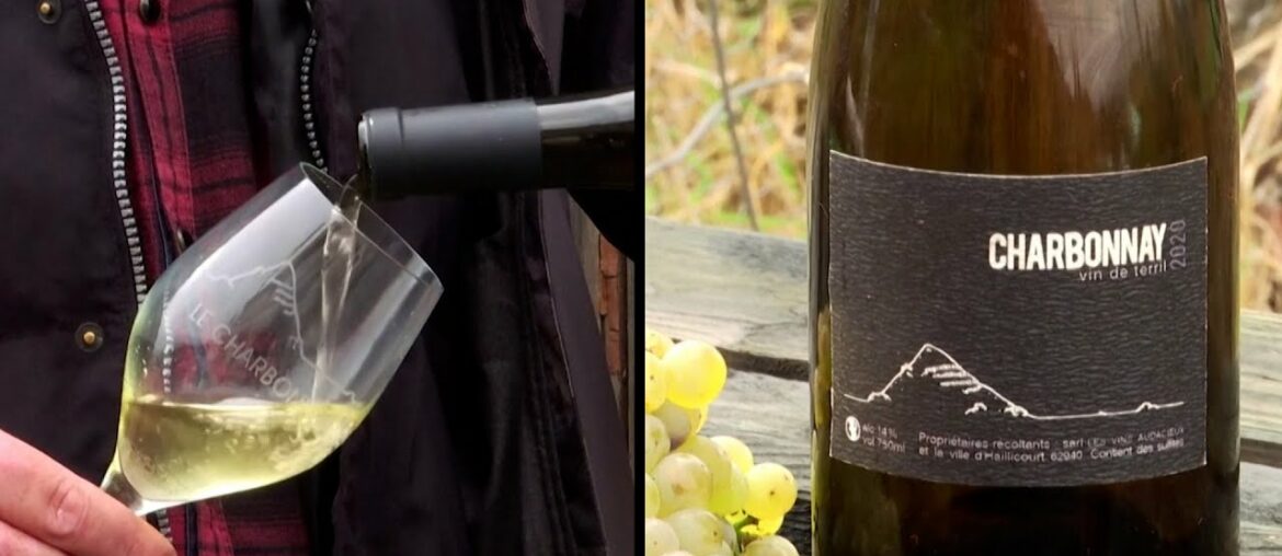 Wine Grapes Grow Out of Trash Heap Wine Grapes Grow Out of Trash Heap