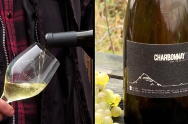 Wine Grapes Grow Out of Trash Heap