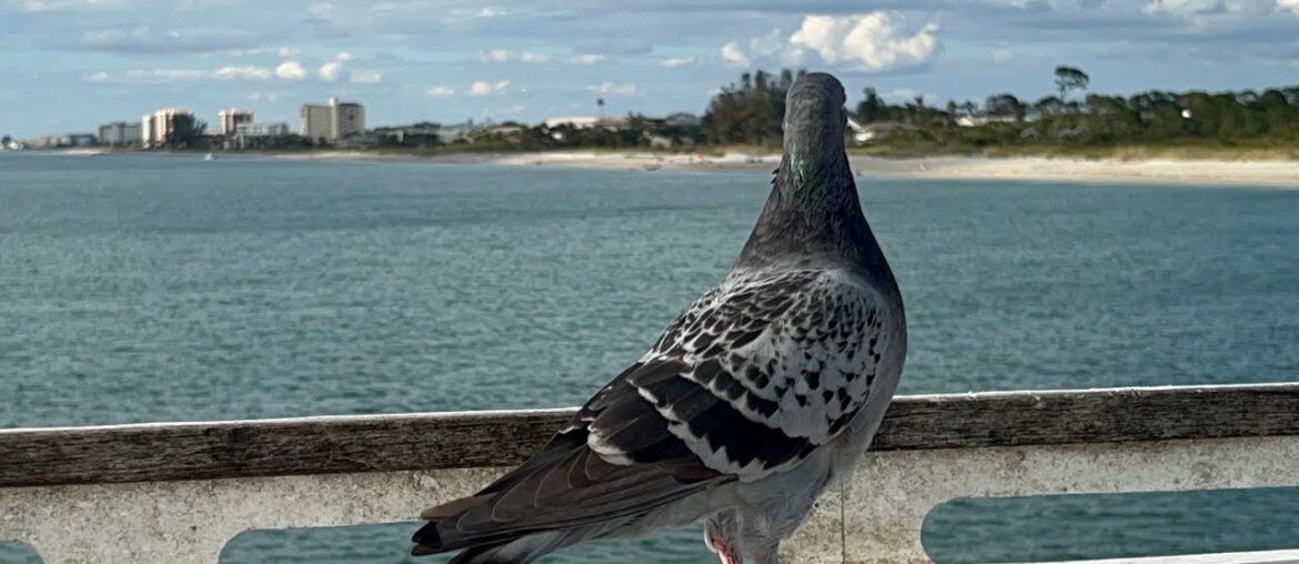 Did The Venice Beach Fishing Pier Survive Hurricane Ian? Catastrophic Shortage Of Open Starbucks