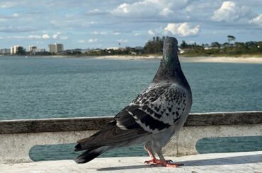 Did The Venice Beach Fishing Pier Survive Hurricane Ian? Catastrophic Shortage Of Open Starbucks